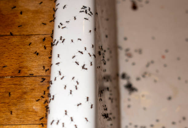 Wasp Removal Services in Creedmoor, NC